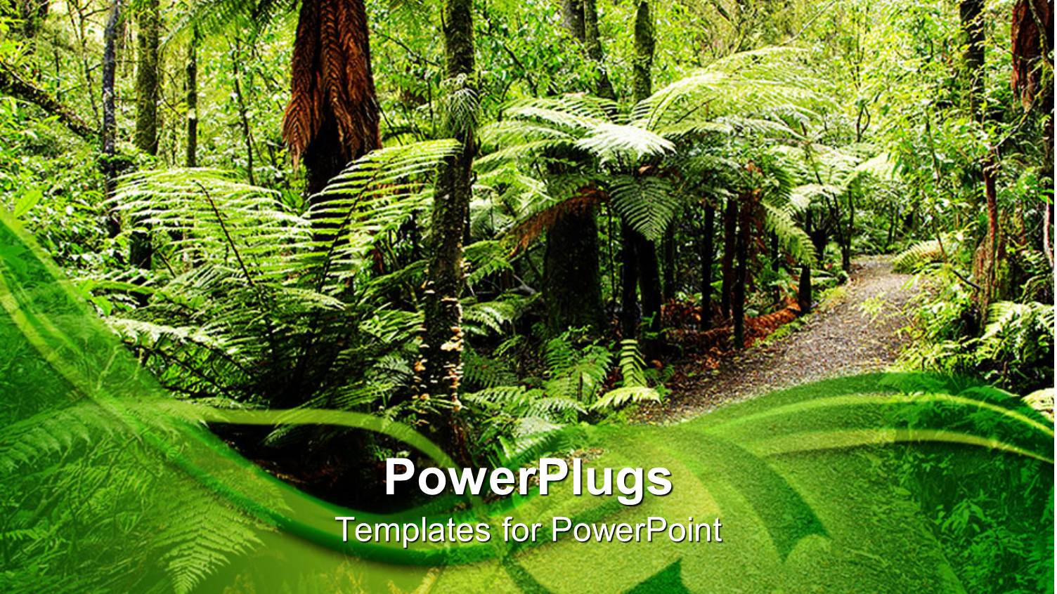 Walking Path Through Natural Tropical Forest with Palm Trees