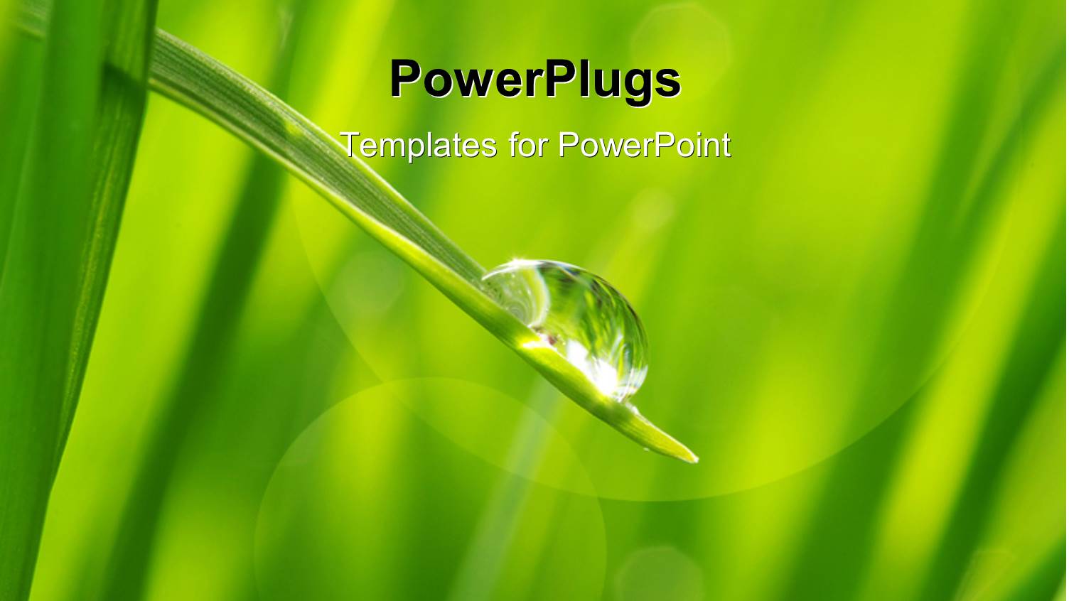 the Water Drop Along with Grass and Greenery in Background