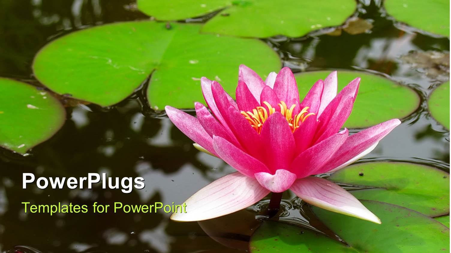 a Water Lily in the Lake with a Lot of Leaves