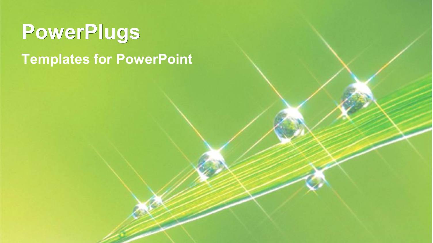 Water Rain Dew Drops on Leaf Green Plants Garden Nature