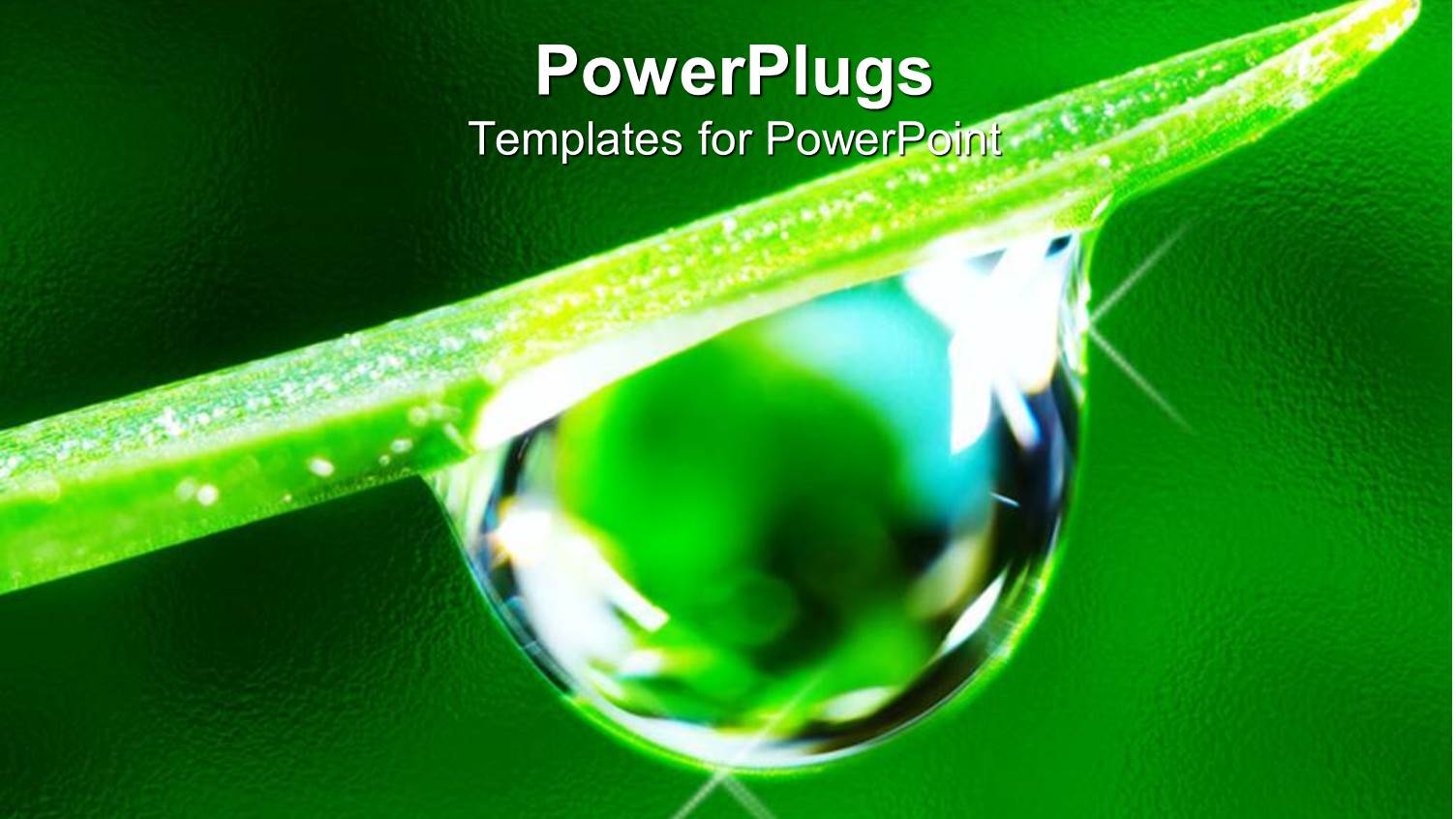 Water Rain Drop Hanging on a Fresh Green Leaf on Green Background