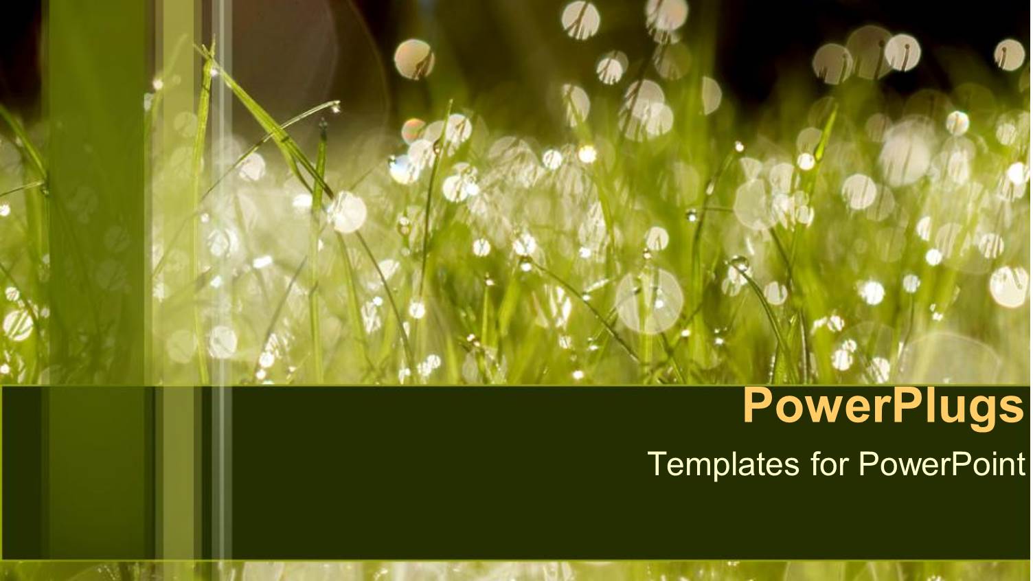 Wet Grass Dew Morning Summer Watering Drought Environment Water