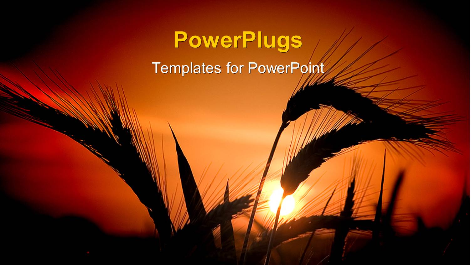 a Wheat Field Along with a Sunset