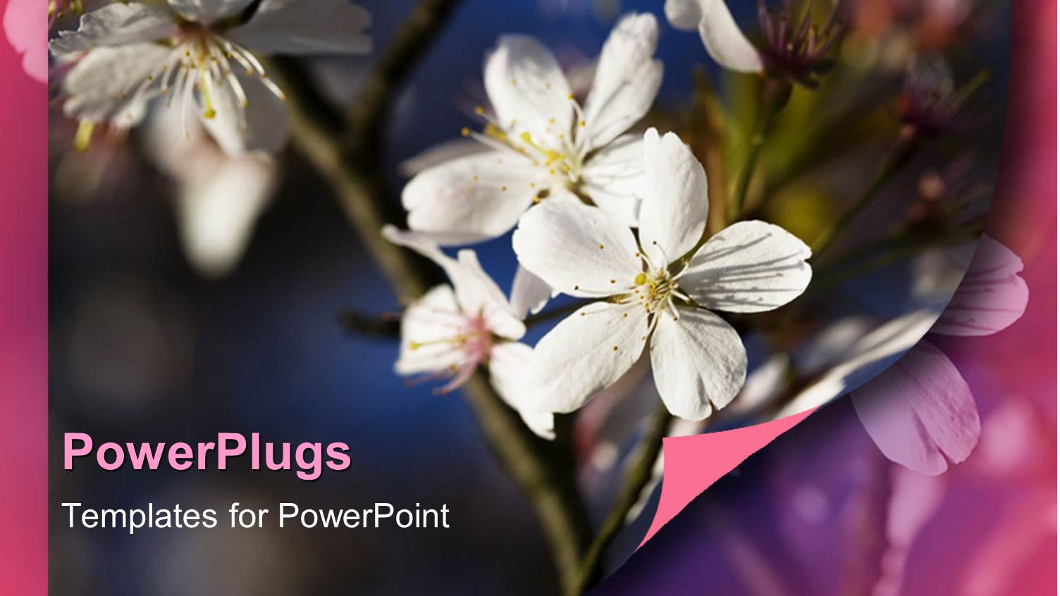 White Apple Blossoms on Branch, Flowers