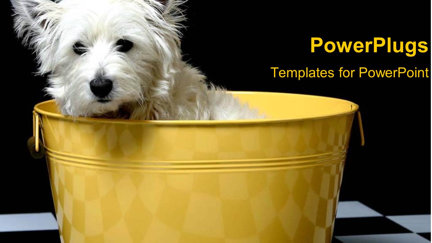 White and Black Checker Background with White Terrier in Yellow Bucket