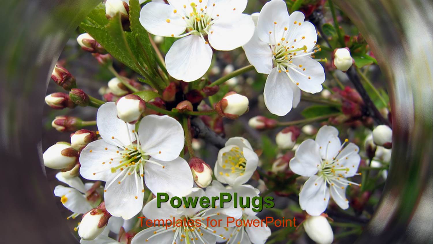 White Blossoming Flower in Water Ripples