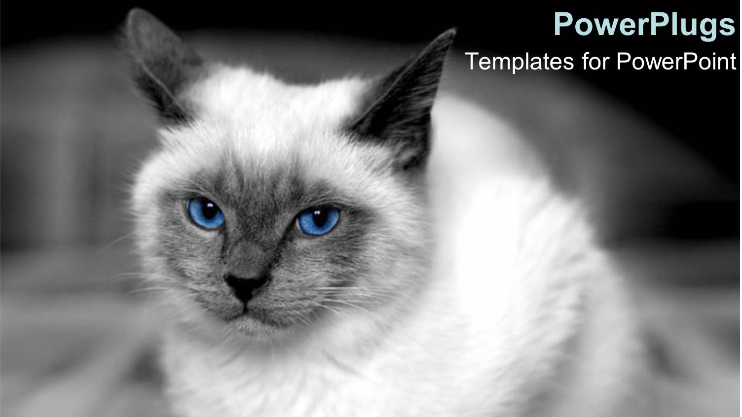 White Colored Cat with Black Ears and Piercing Blue Eyes on Black Background