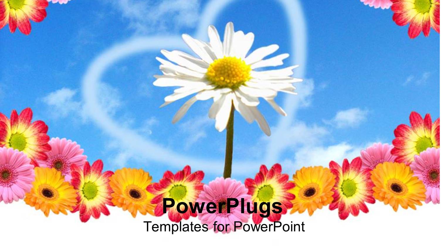 White Daisy Surrounded by Colorful Flowers in Center of Heart Shaped Cloud