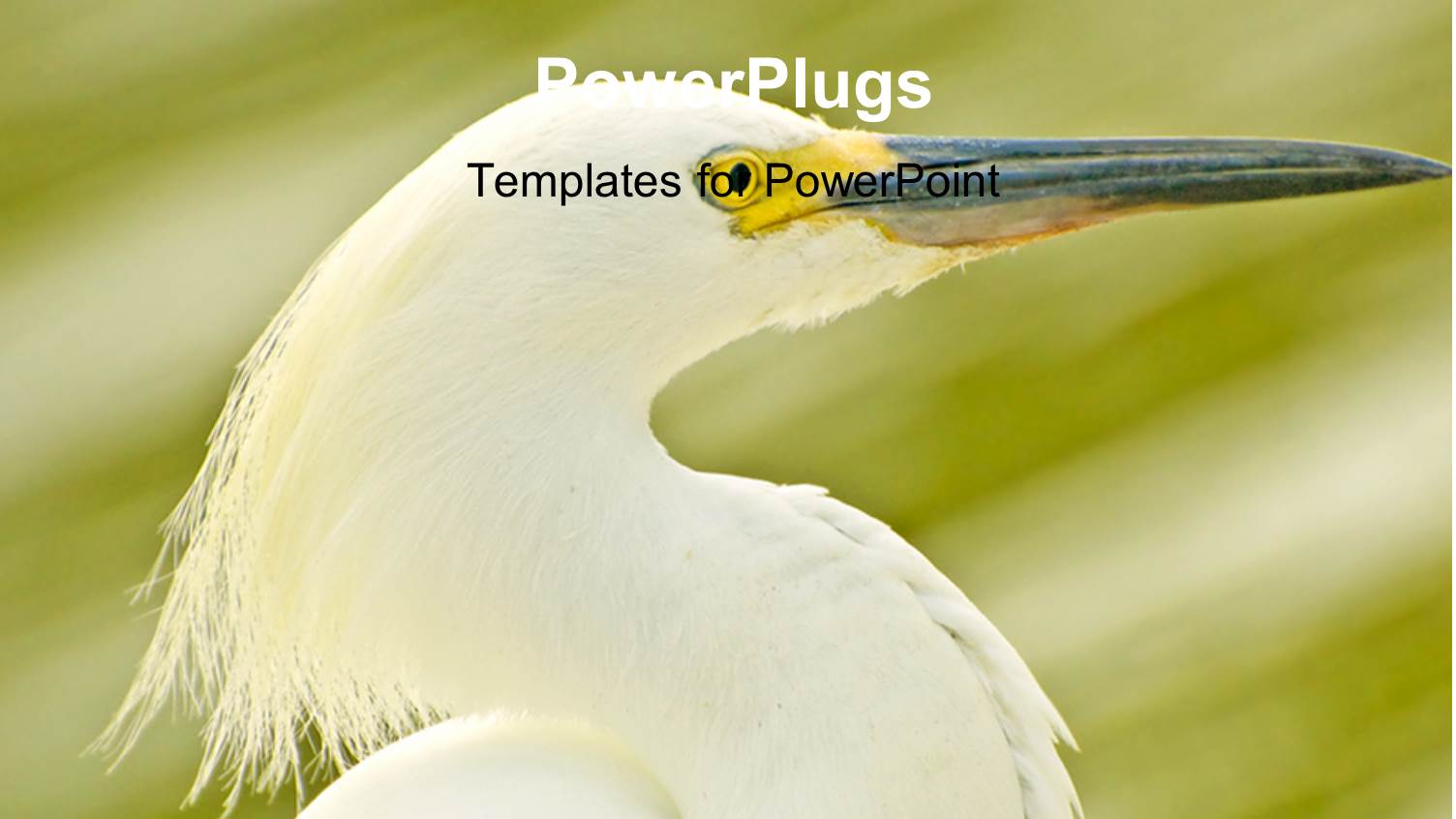 White Egret on Abstract Background with Grunge Green Shade