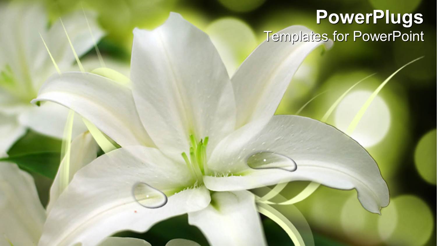 White Flower Arrangement, Weddings, Floral Design, Florist