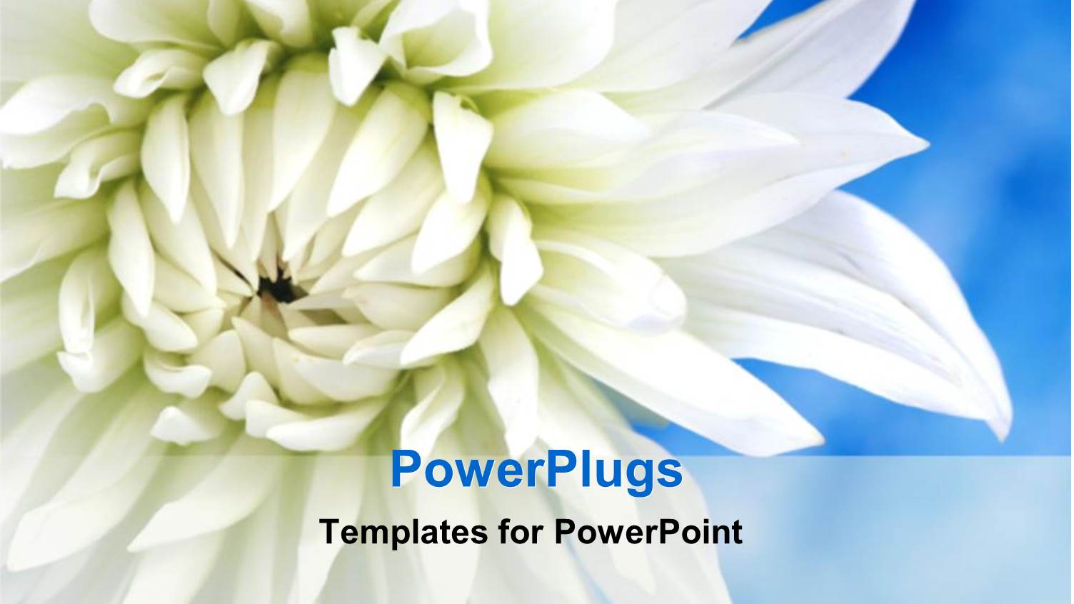 White Flower Blooming on Blue Background