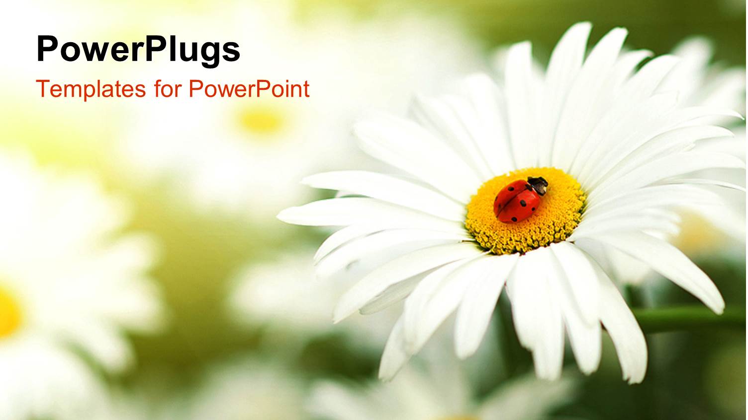 a White Flower with a Number of Flowers in the Background