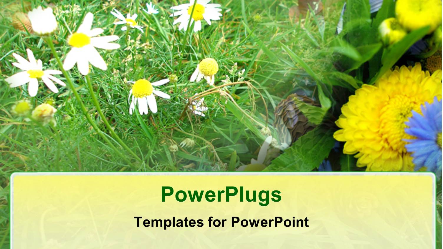 some White Flower Stalks Growing on a Grass Patch