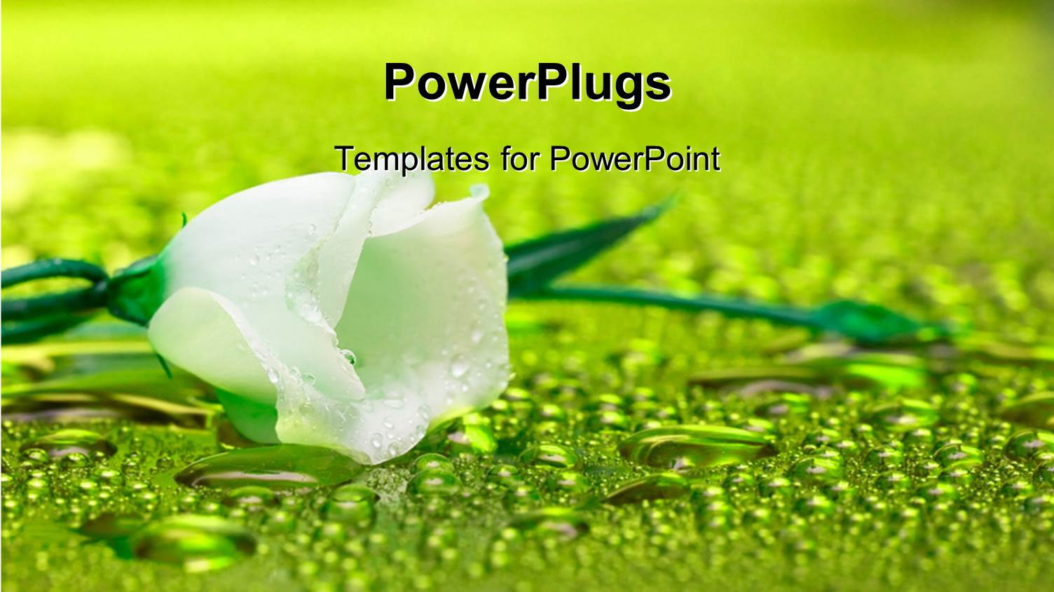 White Flower with Water Droplets