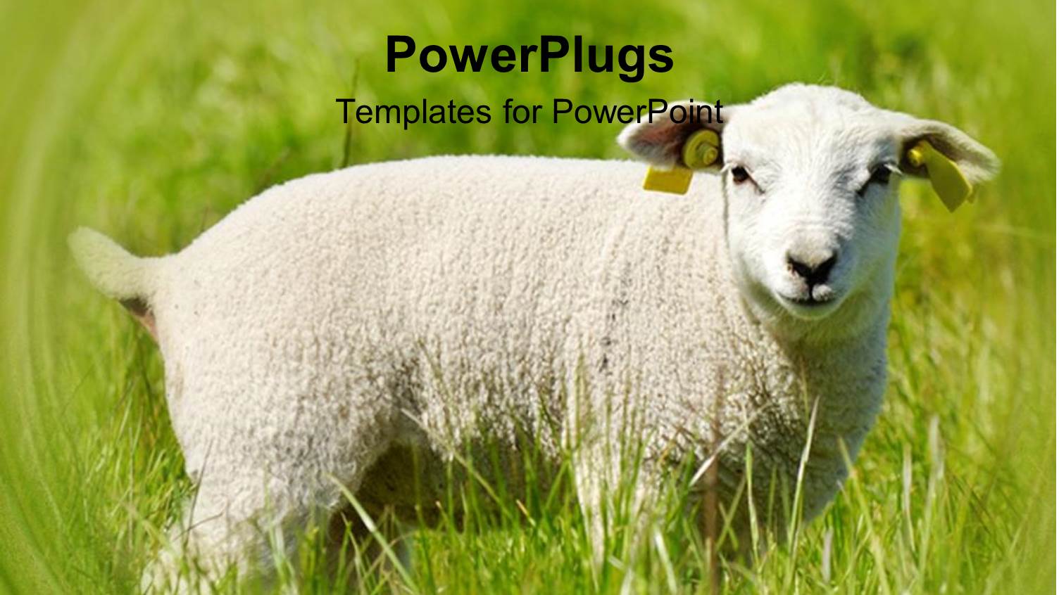 White Lamb Stares on in Green Grass