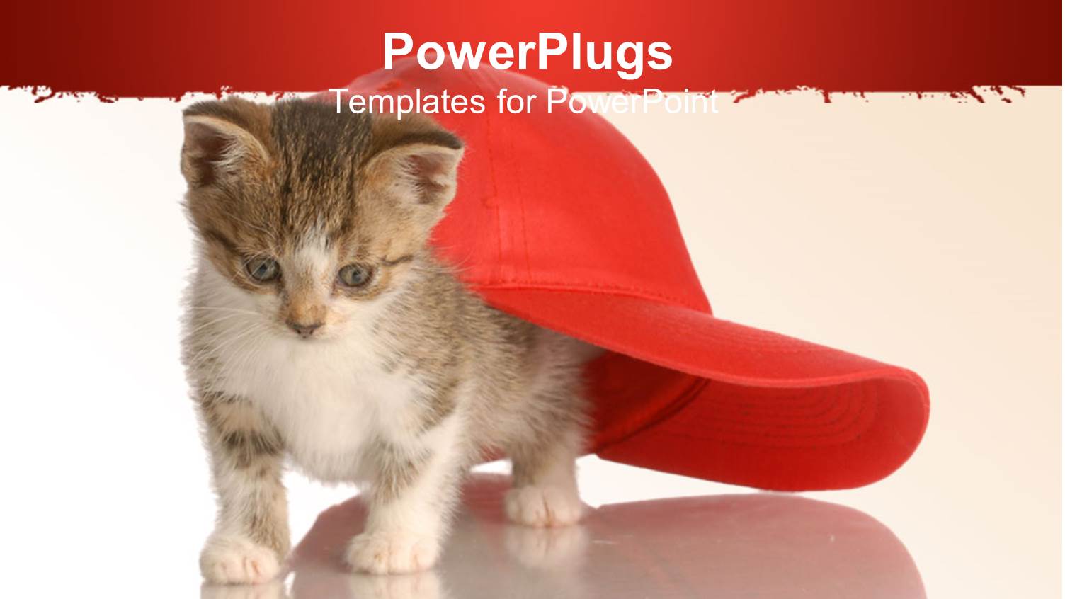 White and Red Background with Cat Under Red Face Cap