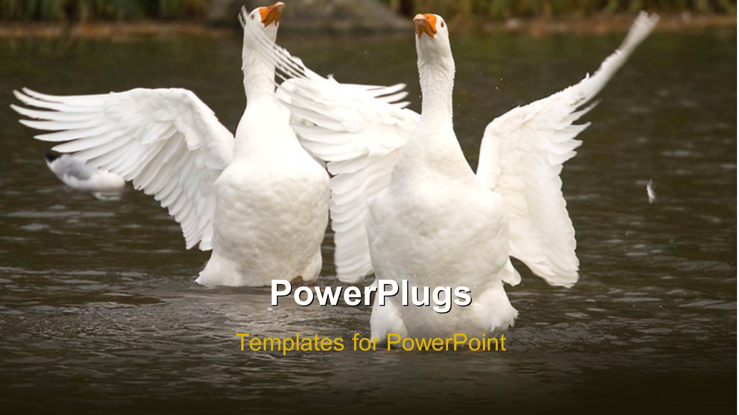 White Sea Swans Playing in Lake with Grasses in Background