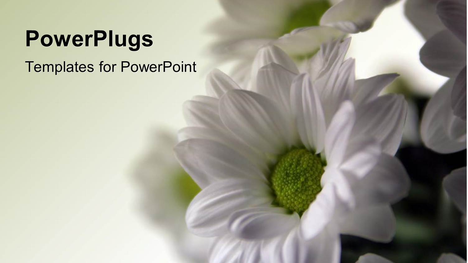 White Spring Flowers Over White Background