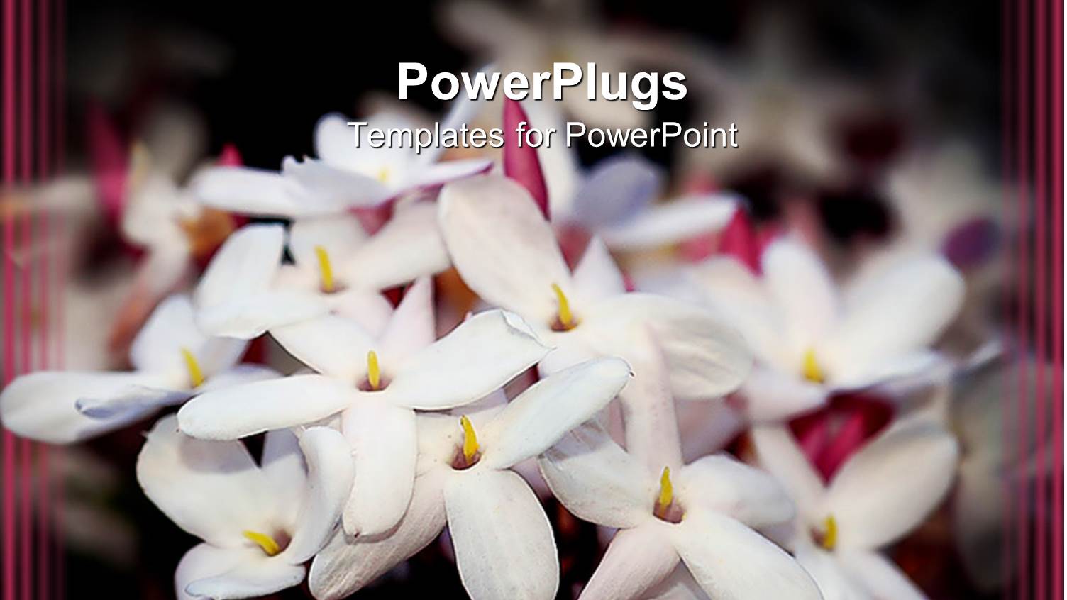 White Star Jasmine Flower on Whine Background