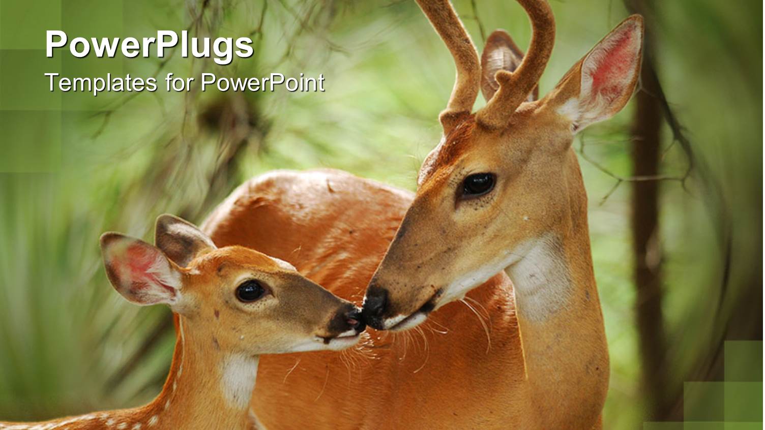 White Tail Buck with Antlers and Fawn Touching Noses, Deer, Nature