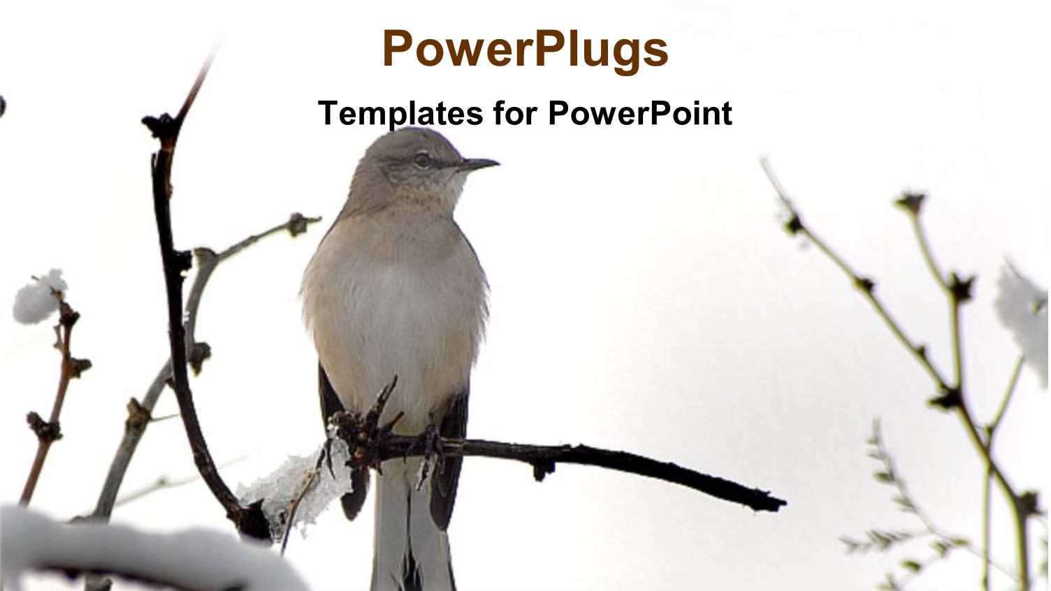 White Western King Bird on Tree Branch in Snow, Nature, Winter