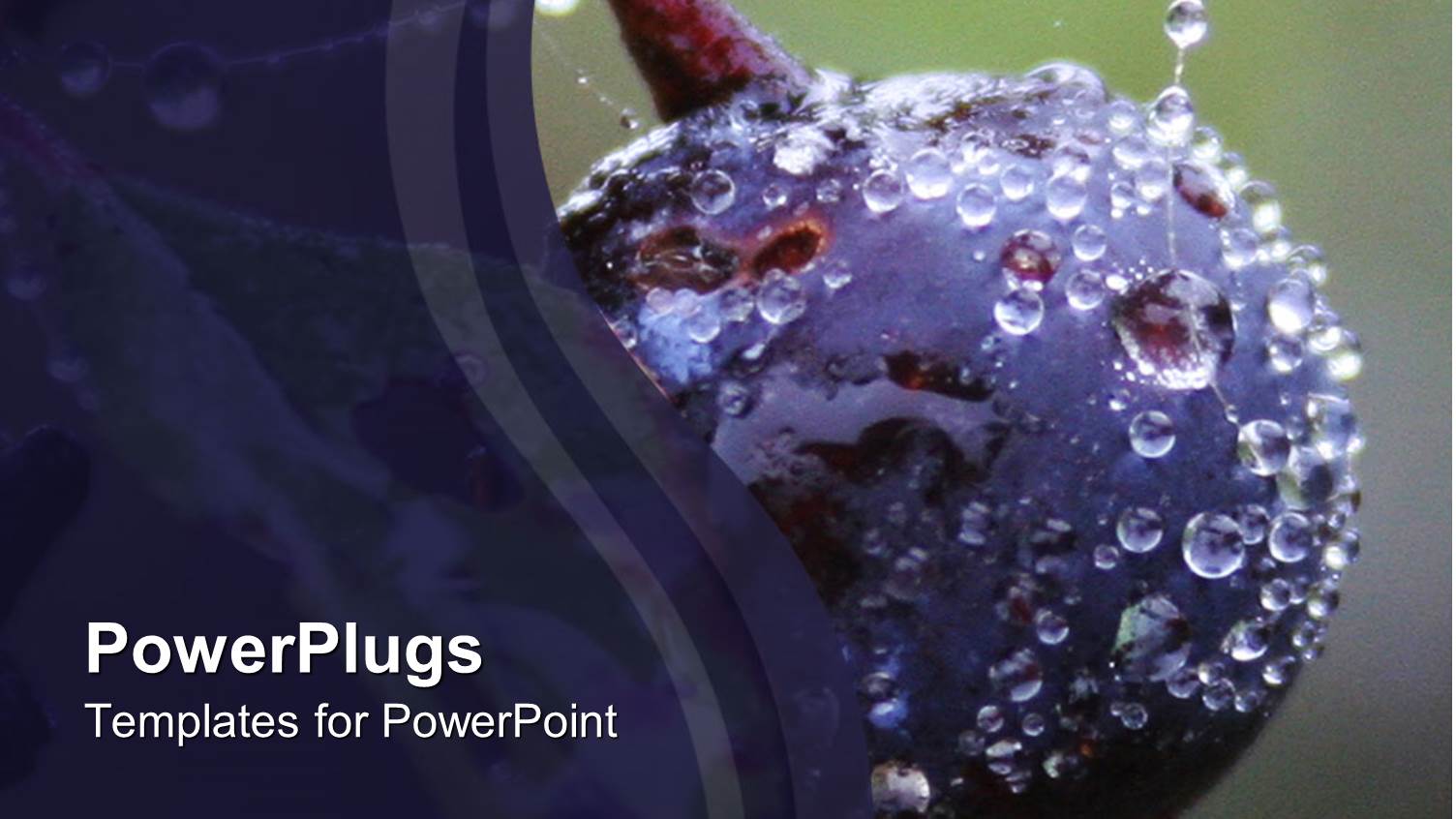 Wild Blueberry Close Up with Dew Drops in Blue Background