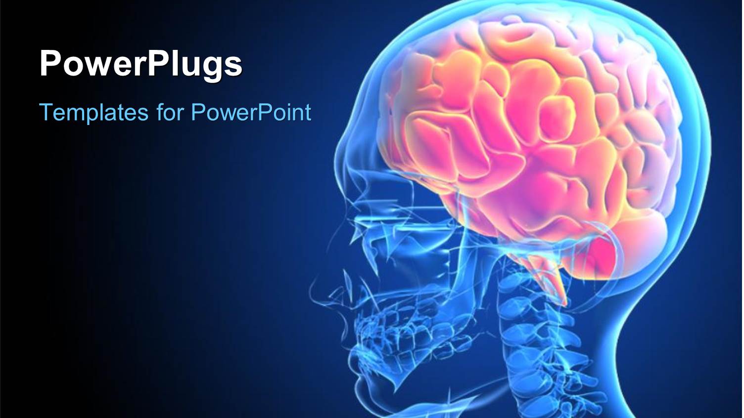 X-ray Depiction of a Human Head with Brain