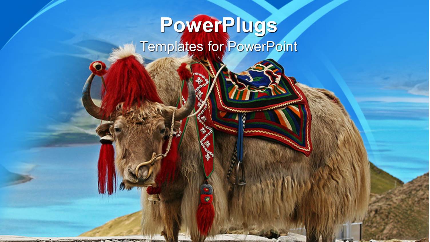 Yak Wearing Saddle and other Decorative Riding Gear with Water in Background