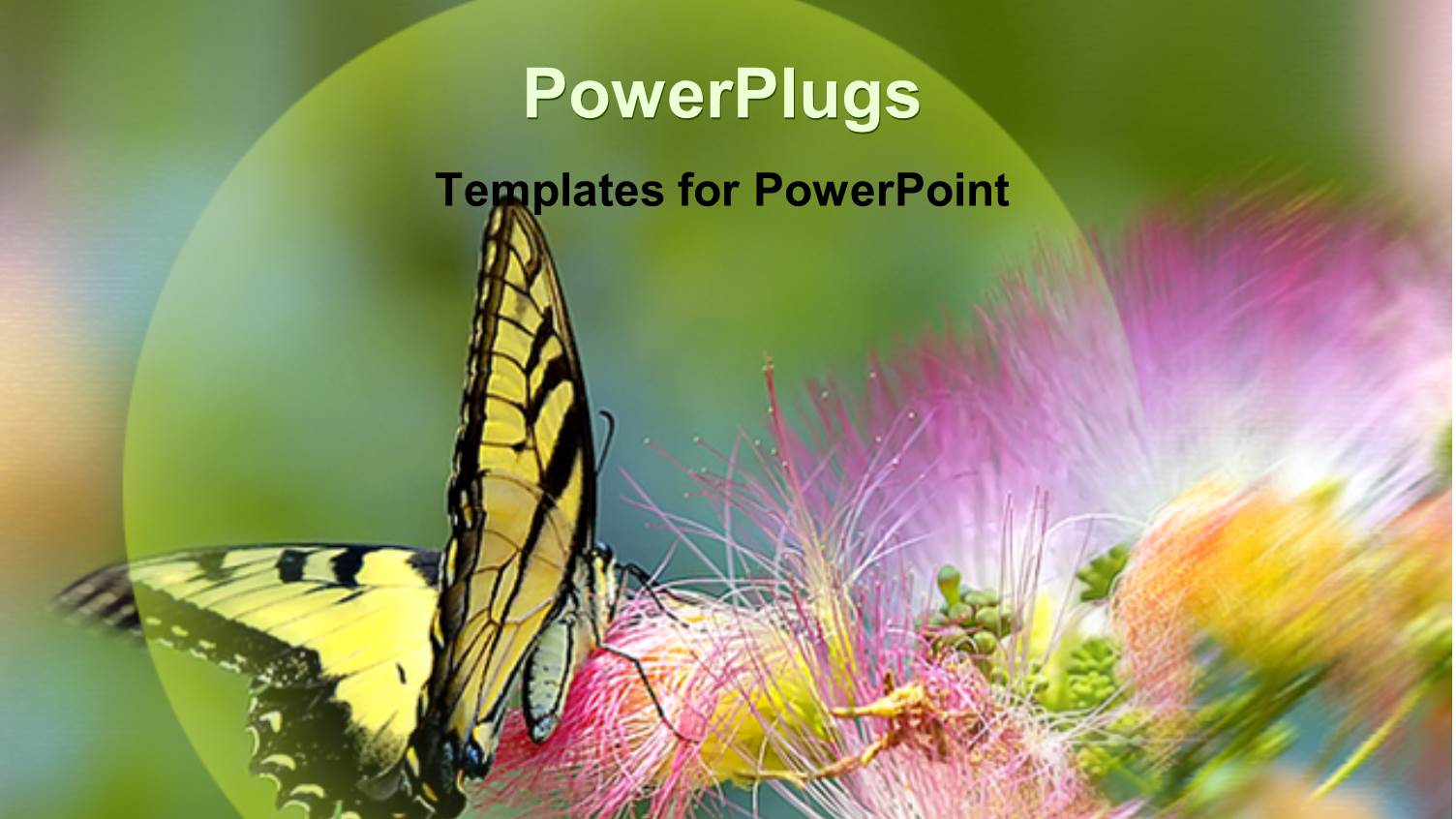 Yellow and Black Butterfly Landing on Purple Flower with Green Background, Insects