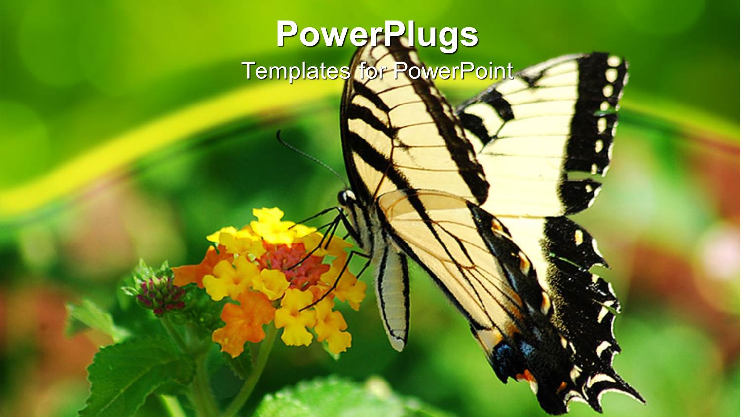 Yellow and Black Swallowtail Butterfly on Cluster of tiny Flowers, Green Background