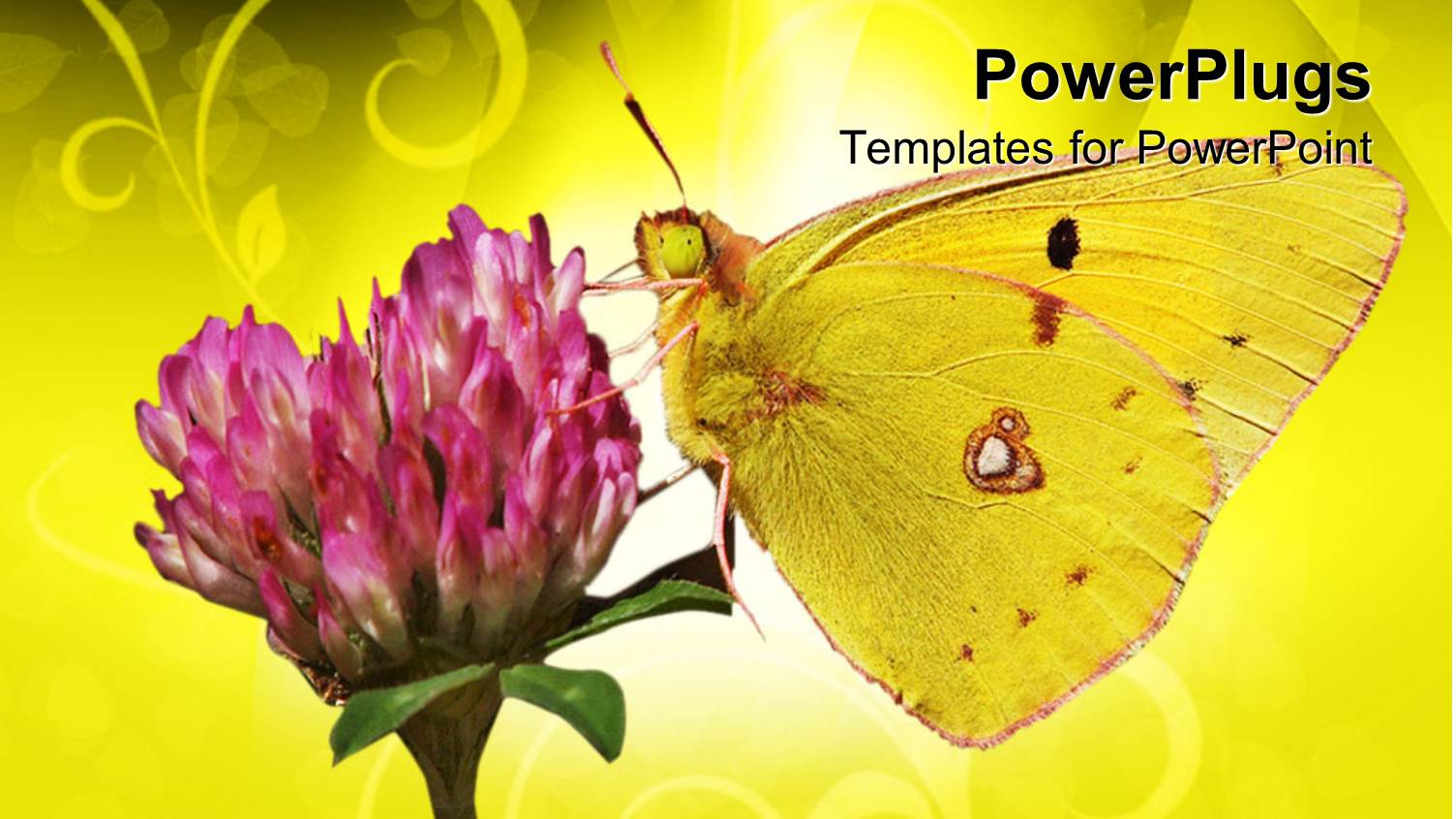 Yellow Butterfly on Clover Flower, Butterfly Sucking Nectar from Pink Flower