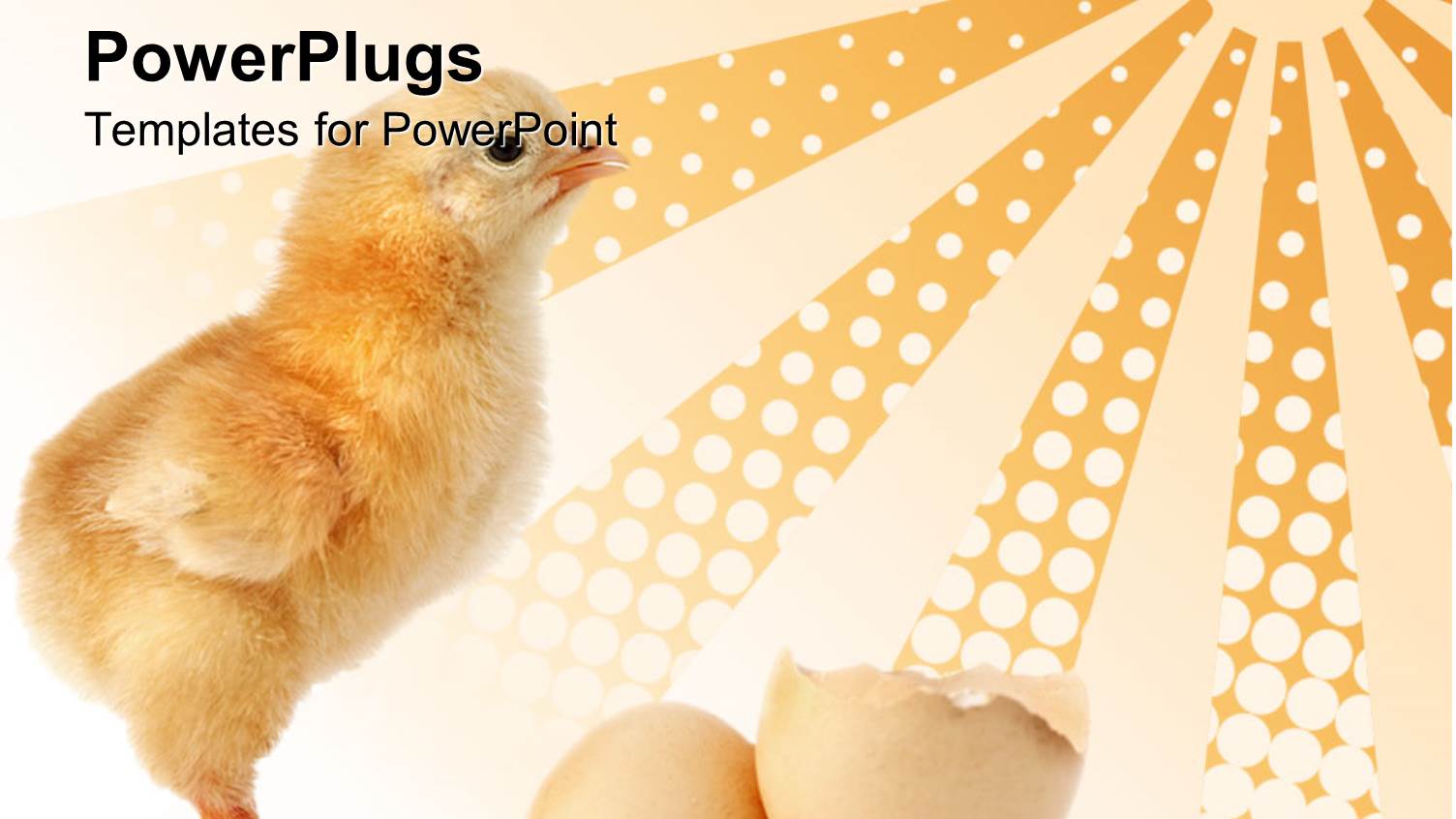 a Yellow Color Chick Coming Out from the Egg