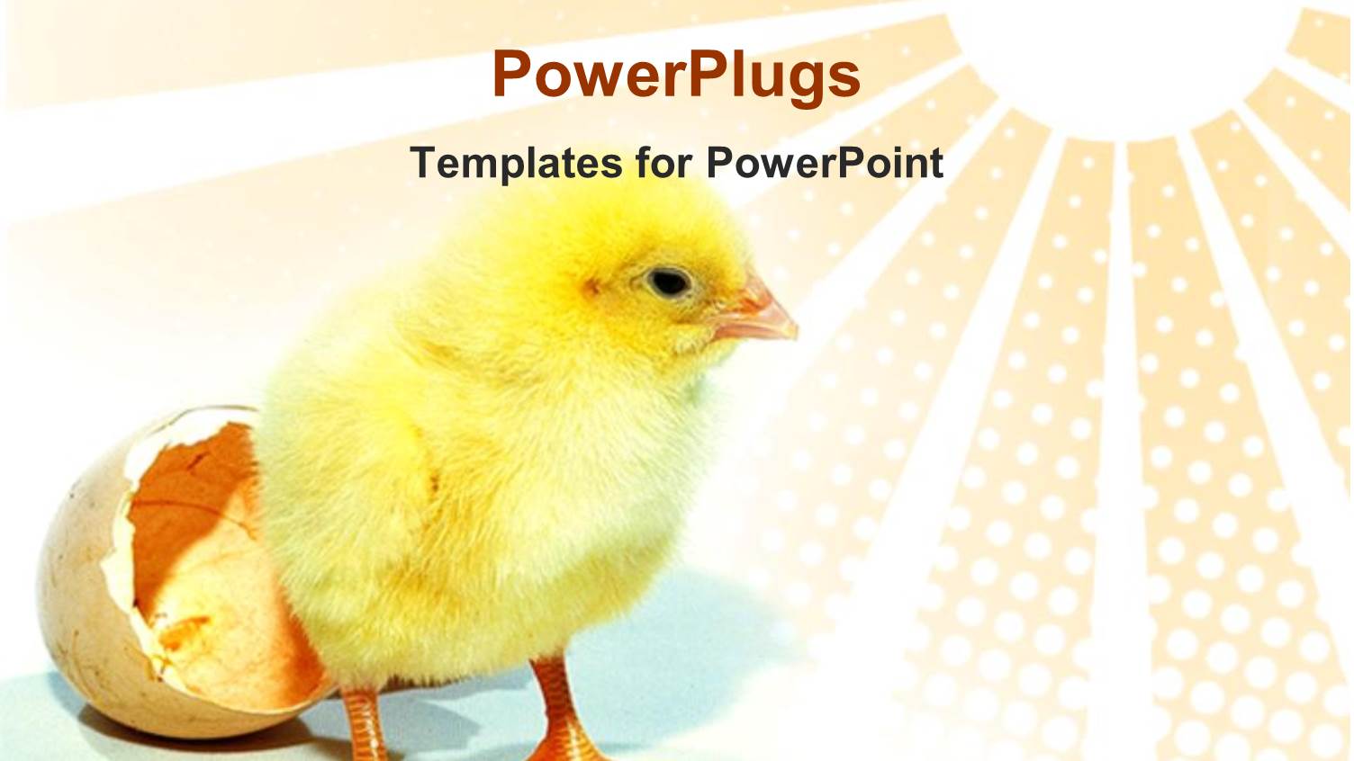 Yellow Color  New Born Chicken Hatched Out from Egg