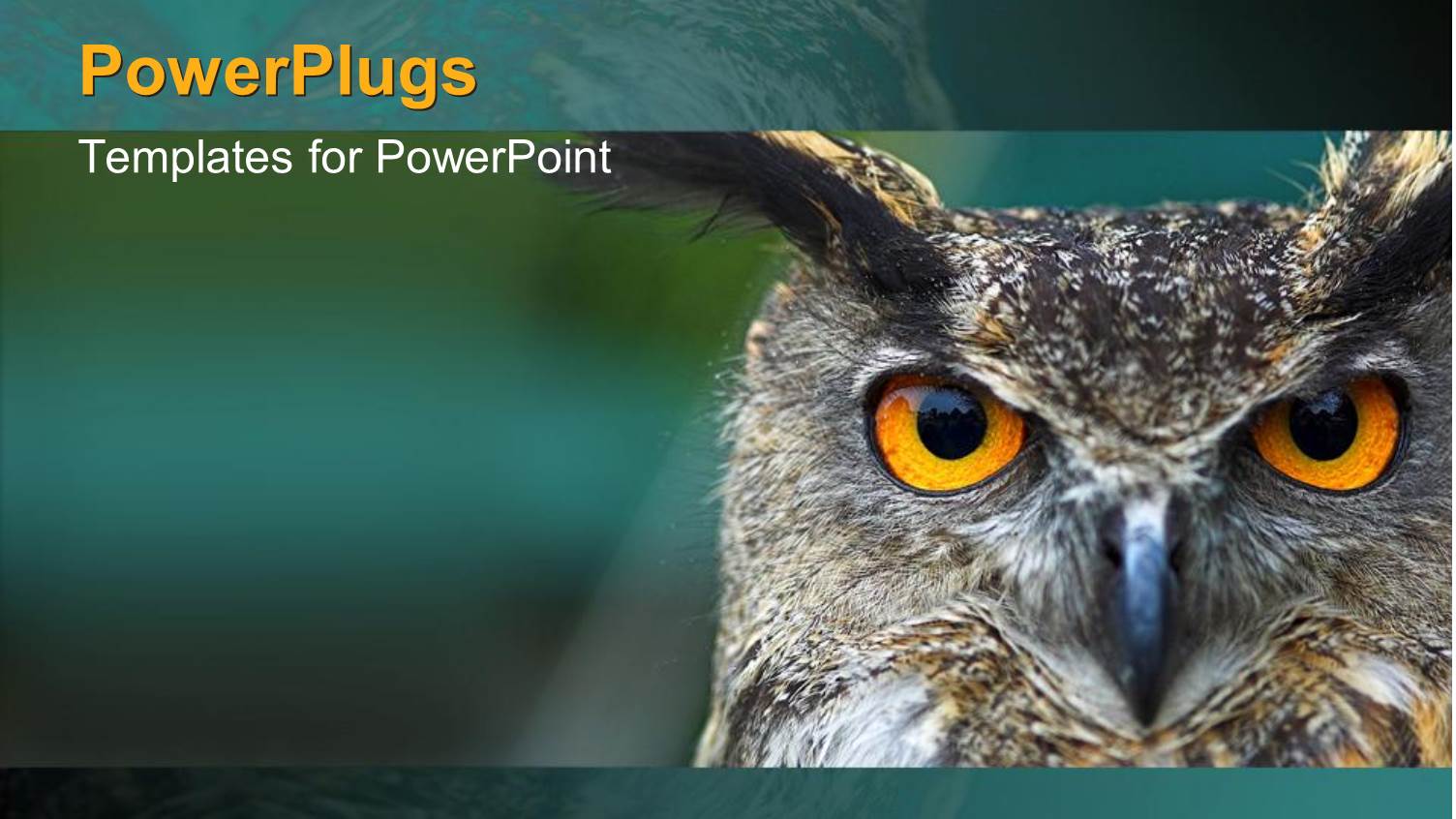 Yellow Colored Owl Eyes Gazing on a Blue Background