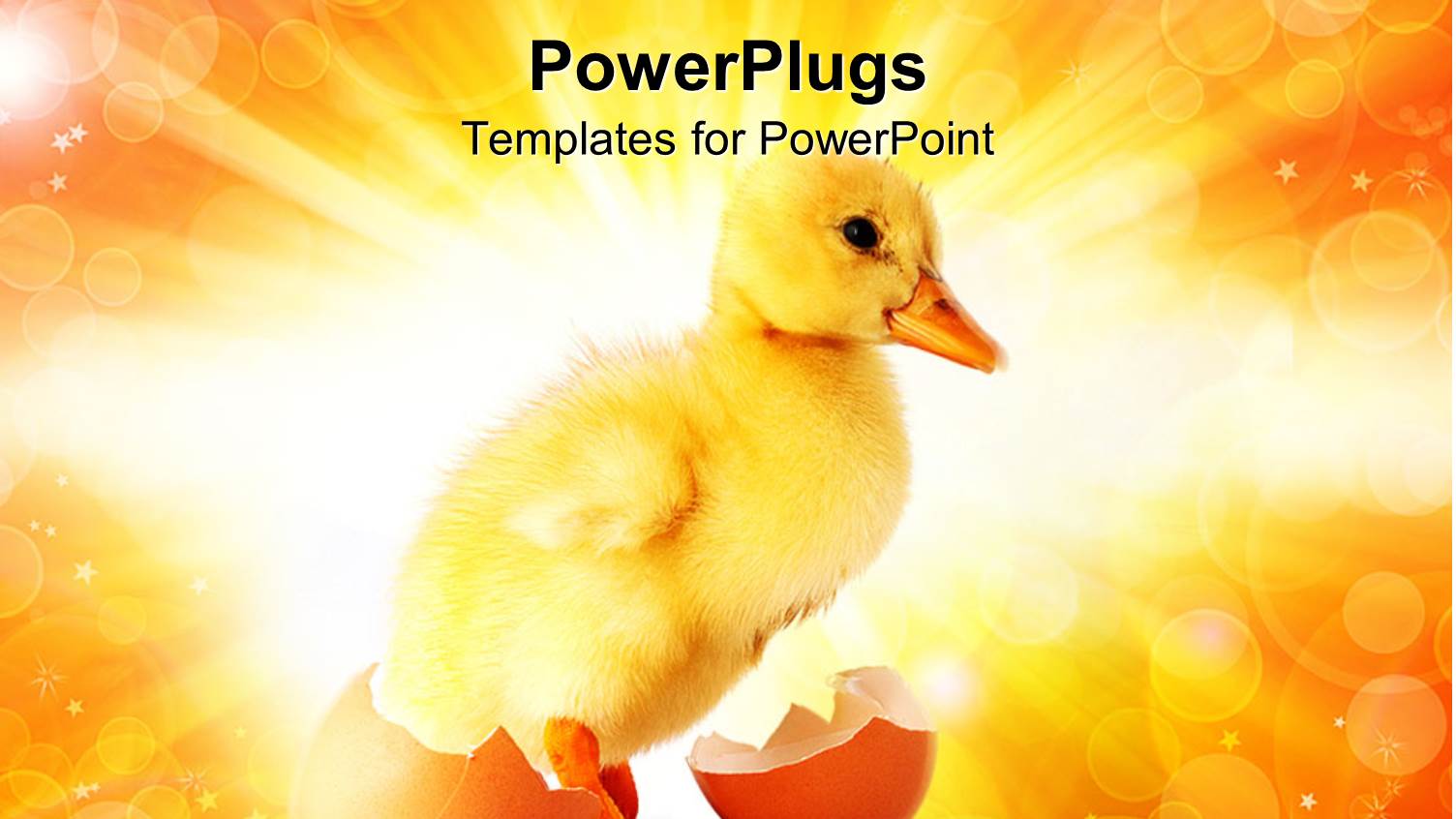 Yellow Duckling Standing Between Broken Eggshell on Bubbled Yellow Background