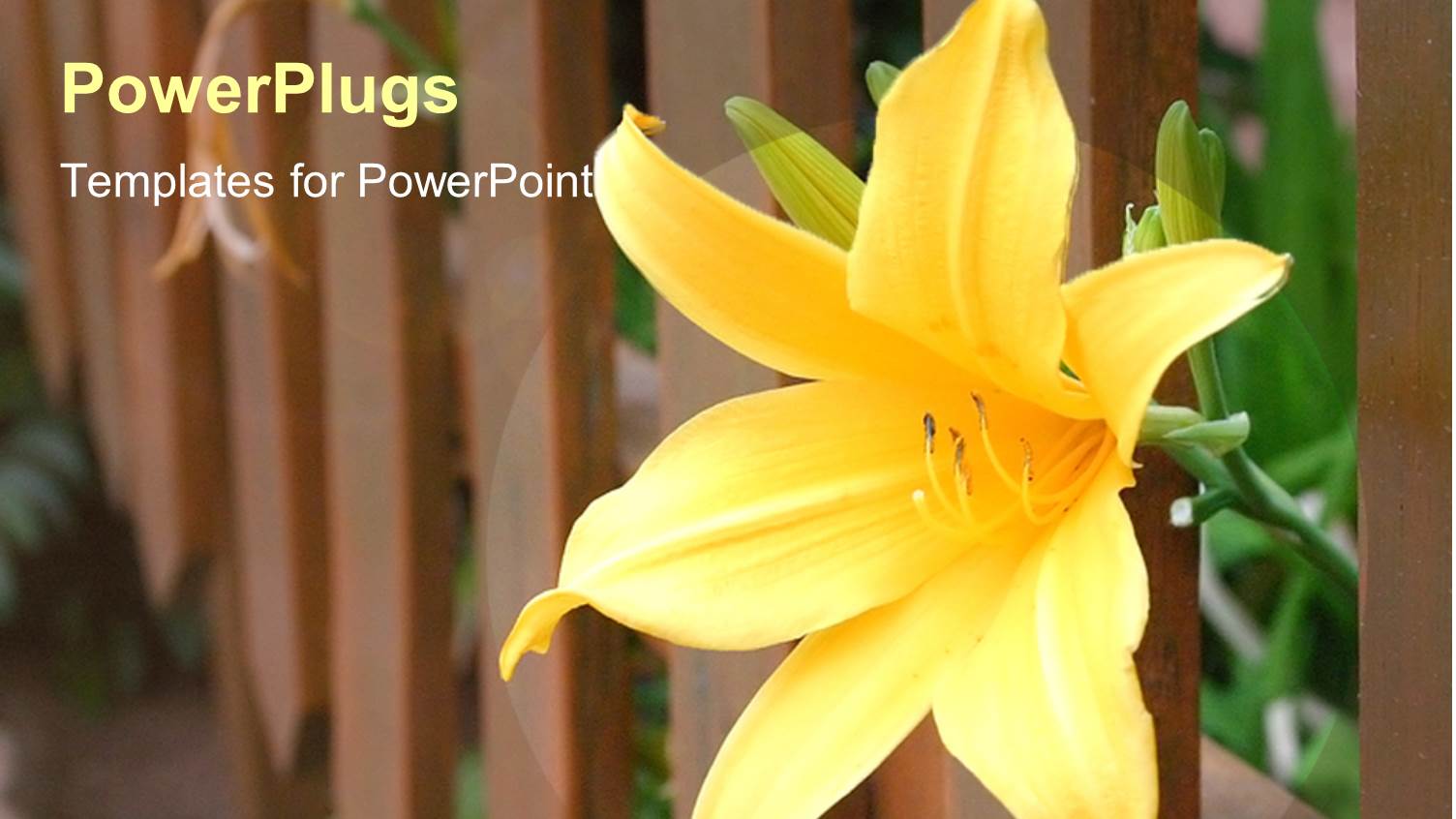 a Yellow Flower with Fence in the Background