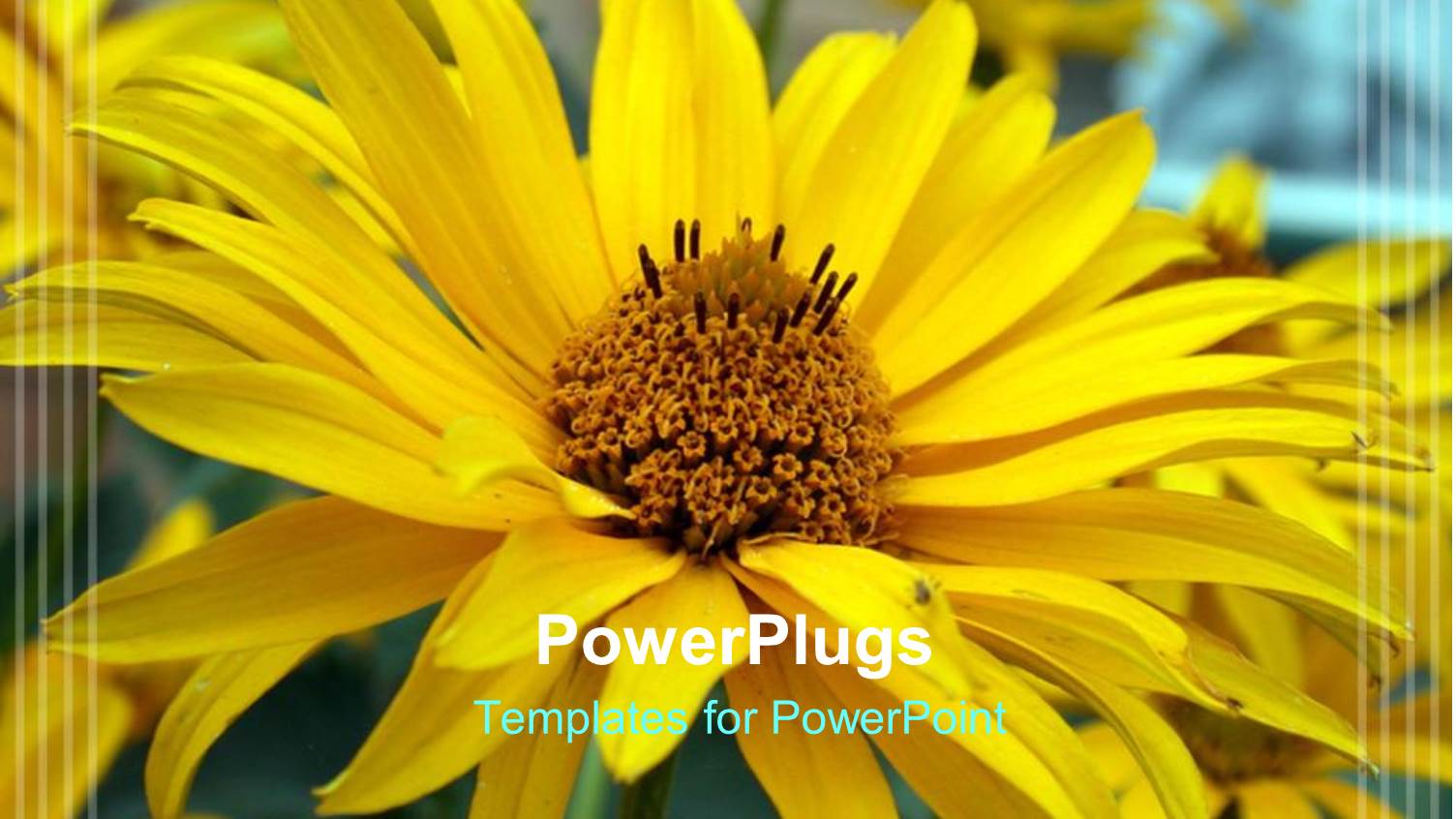 Yellow Flower in Floral Garden, Nature