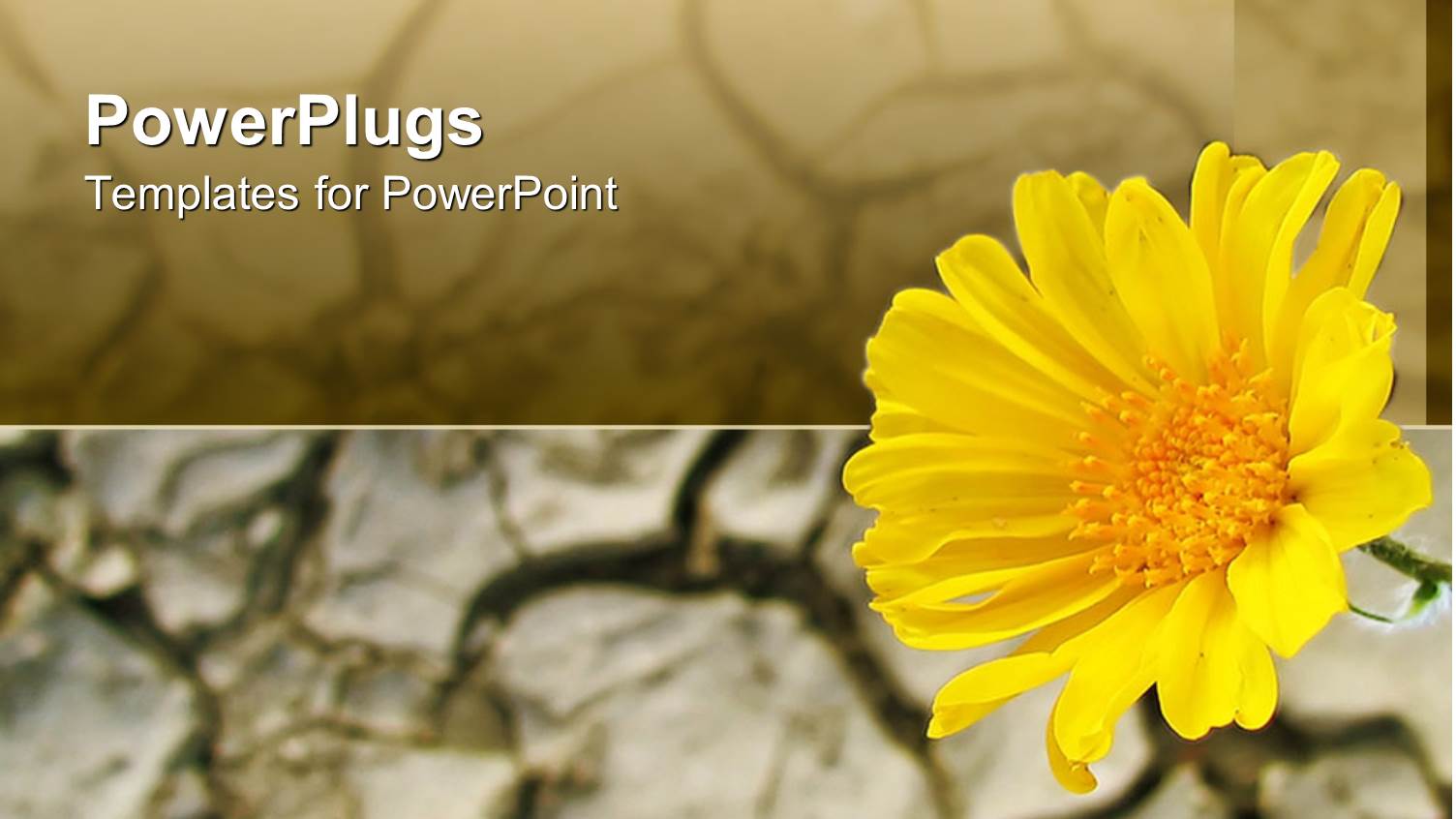 Yellow Flower, Sunflower, Cracked Soil, Desert, Arid Terrain Background