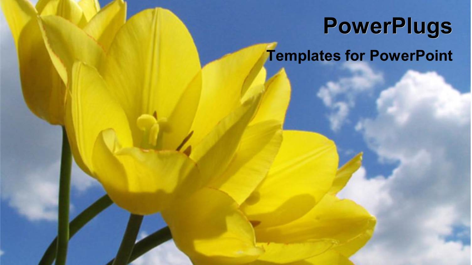 Yellow Flowers in Field Blue Skies Spring Time Nature Environment