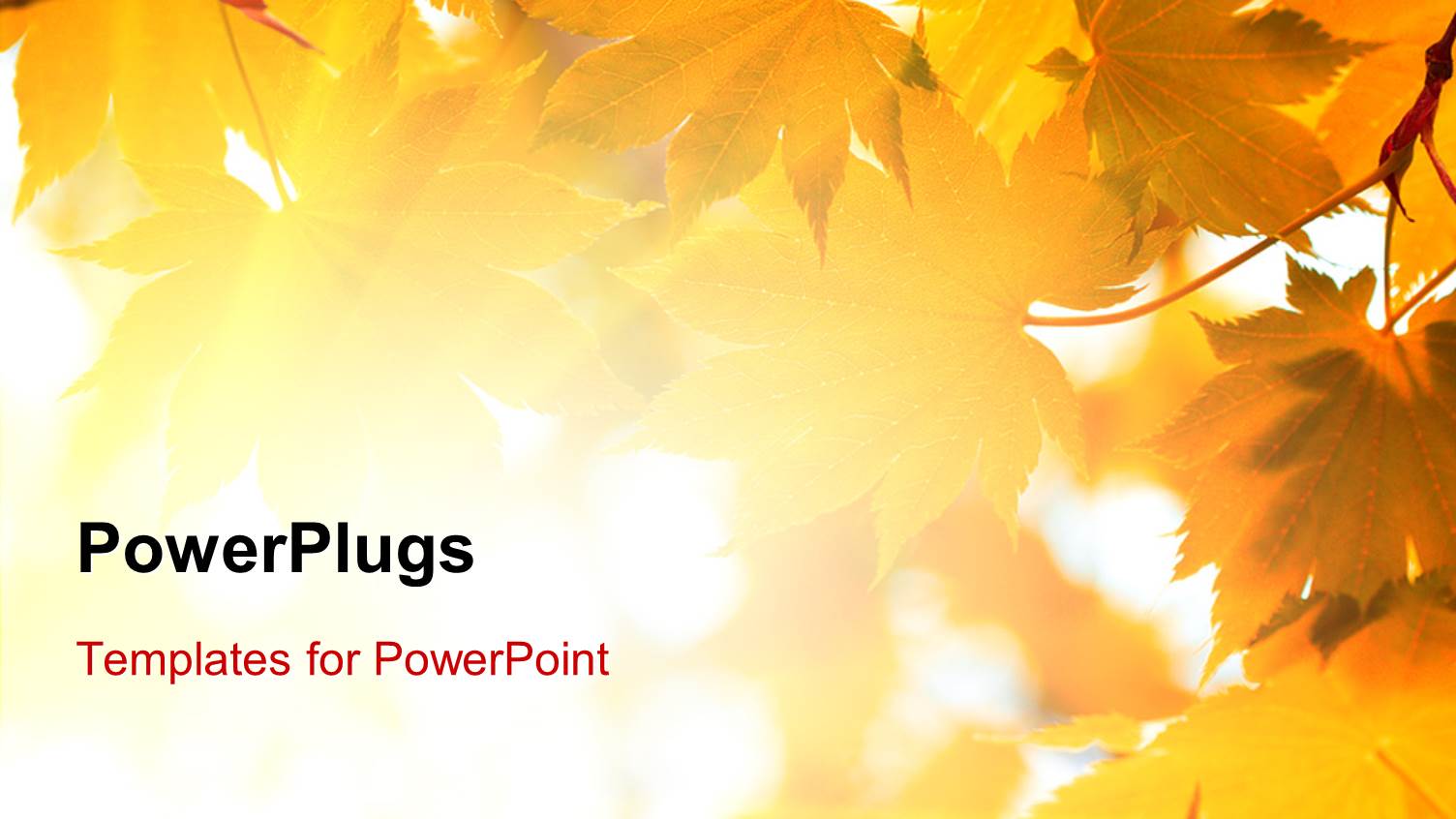 Yellow Leaves on White Background