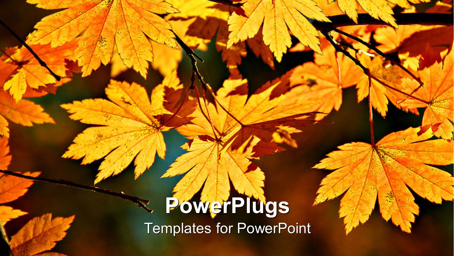 Yellow Maple Leaves on Branch, Autumn