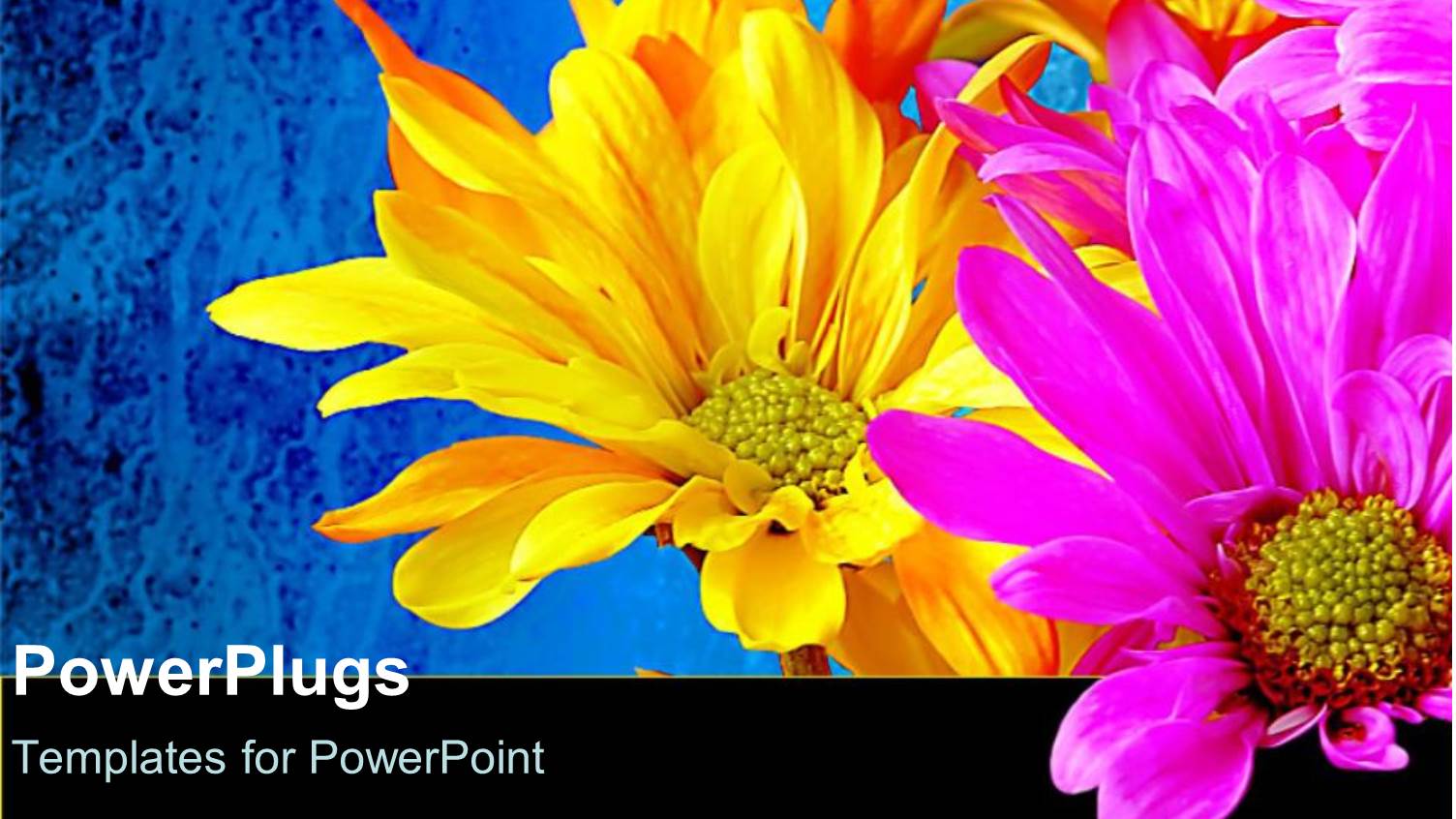 Yellow Pink Flowers Blue Background Bouquet Celebration Spring Colors