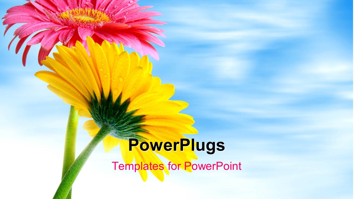 Yellow and Red Gerber Flowers Over Blue Cloudy Sky in Background 