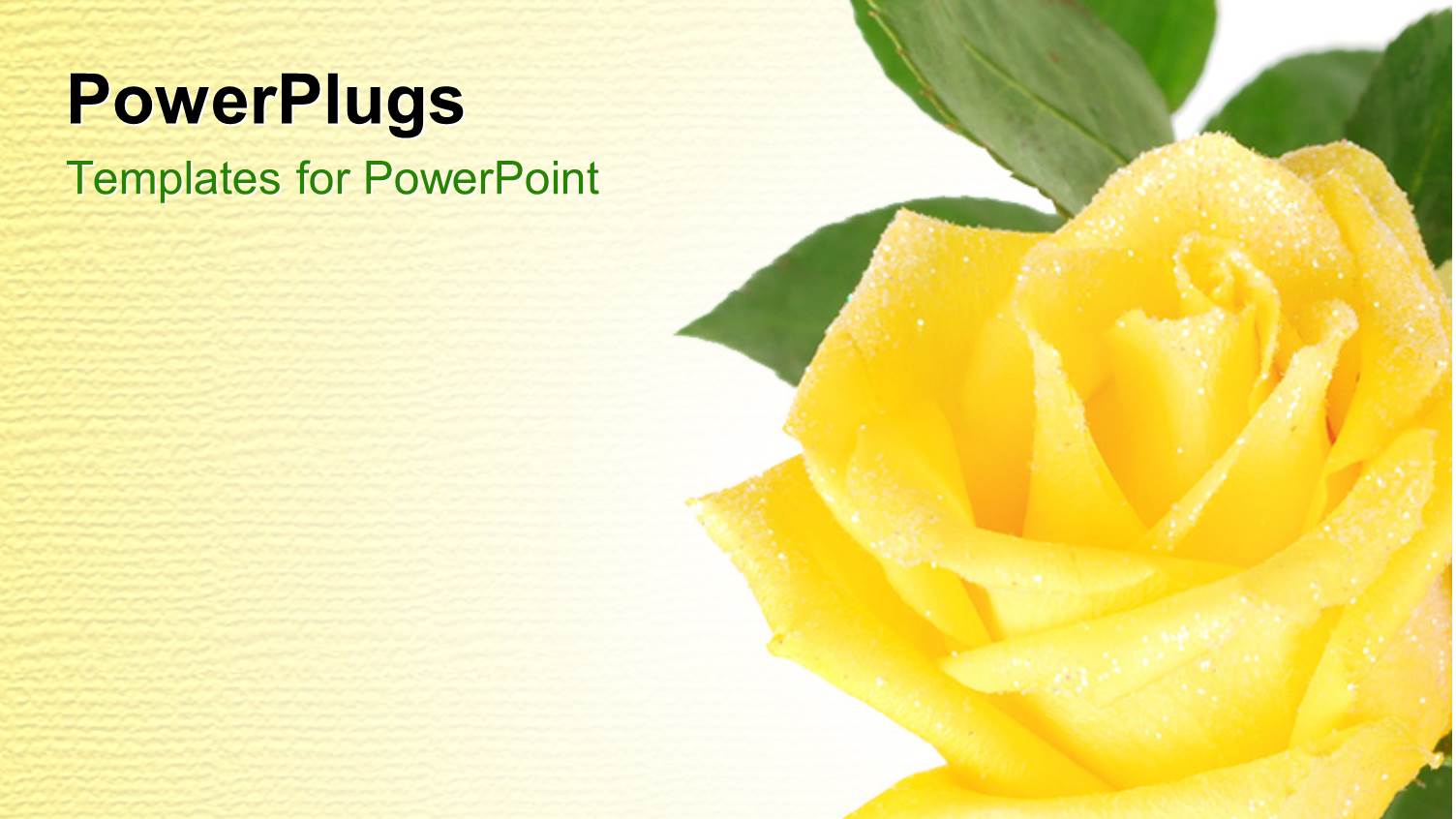 a Yellow Rose with Yellowish Background and Place for Text