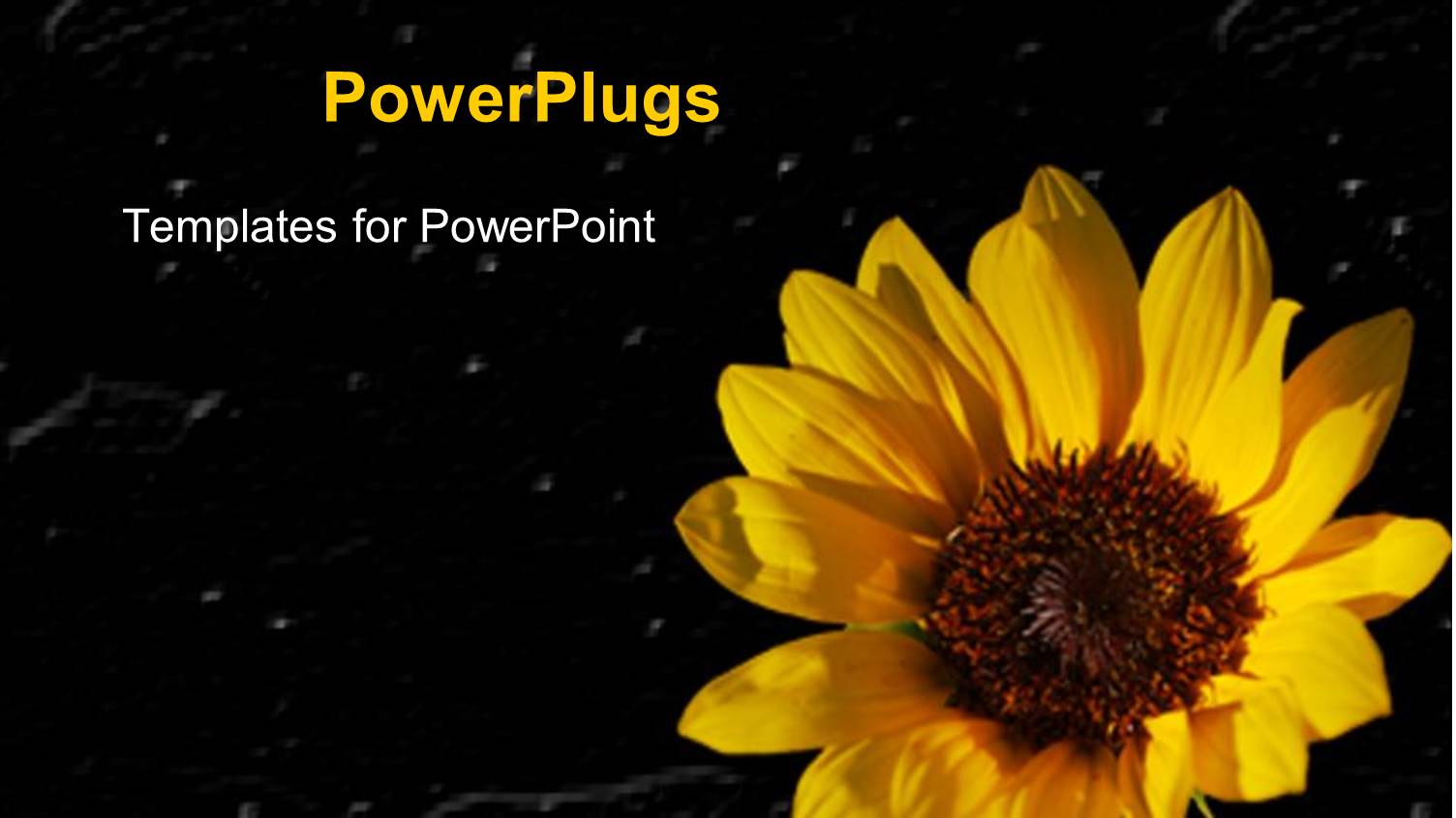 Yellow Sunflower Close Up in Black Background with White Particles