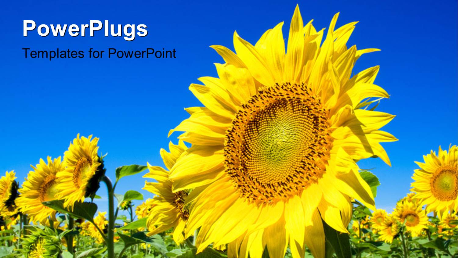 Yellow Sunflower in Green Field with Blue Sky Overhead 
