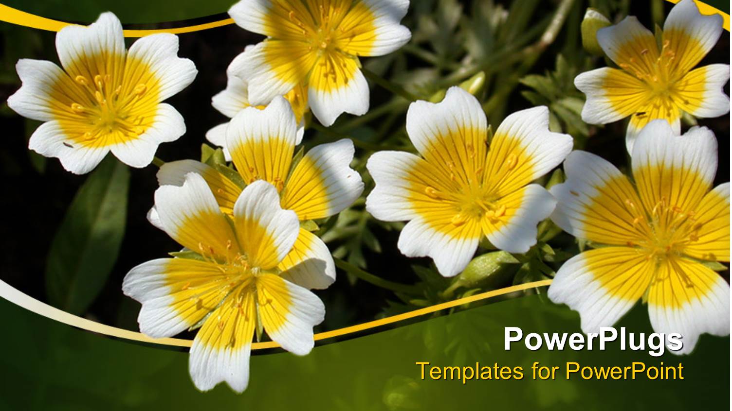 Yellow and White Flowers with Green and Yellow Wave Border, Nature, Spring