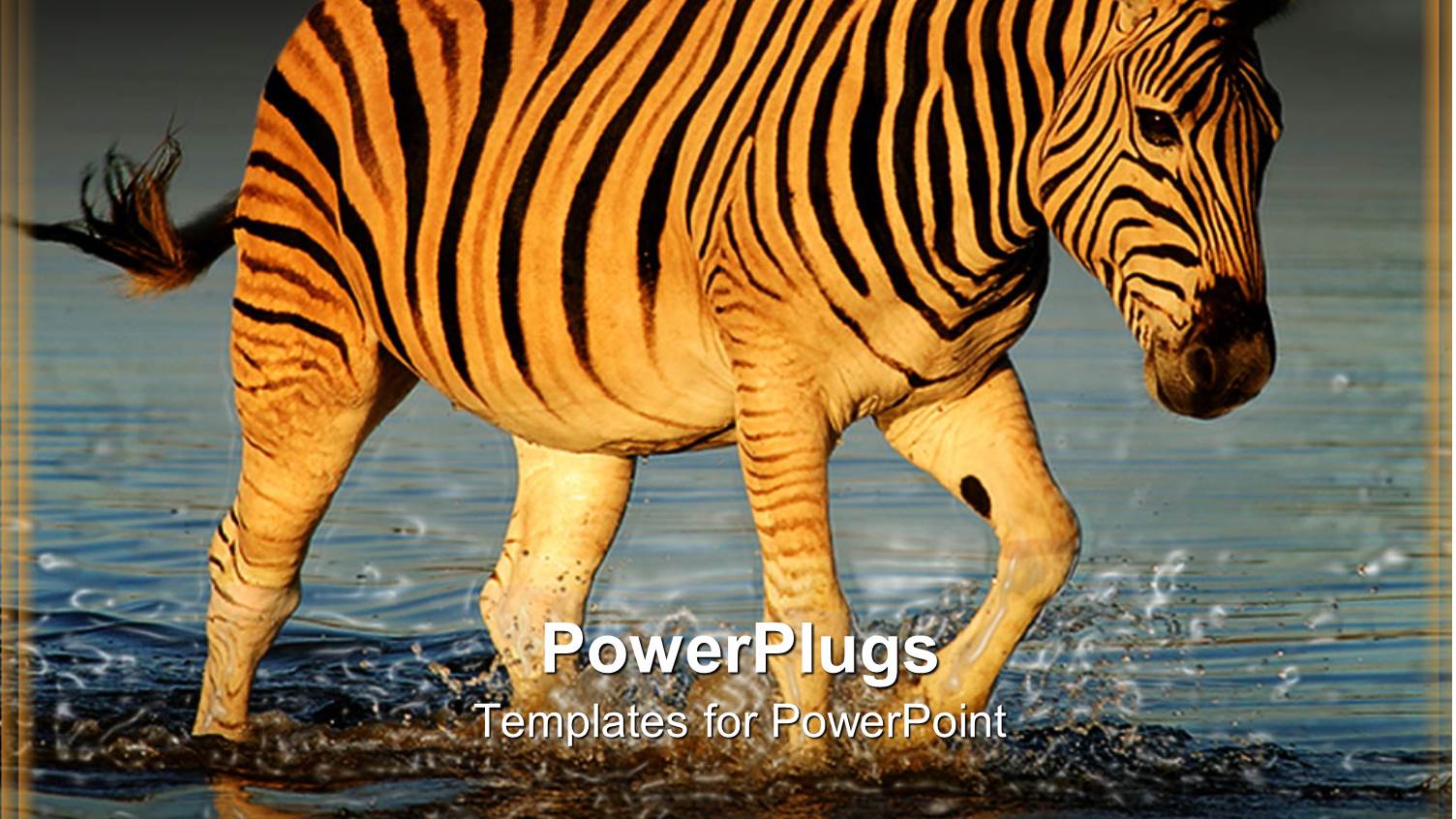 a Zebra Crossing a River with Place for Text in Front