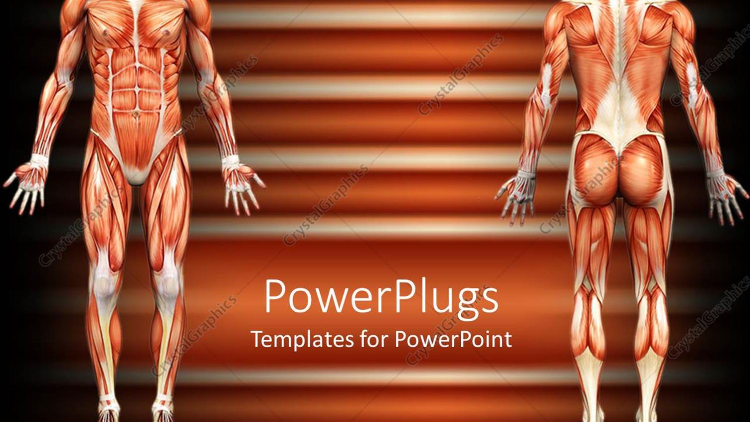 Premium Template for PowerPoint & Google Slides 