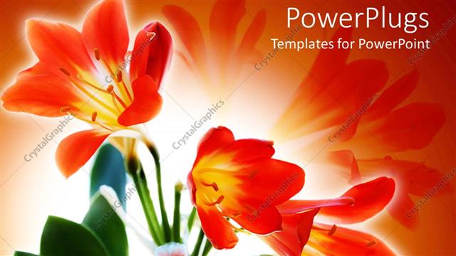  Presentation with orange abstract - Abstract depiction of colorful red flowers on an orange background